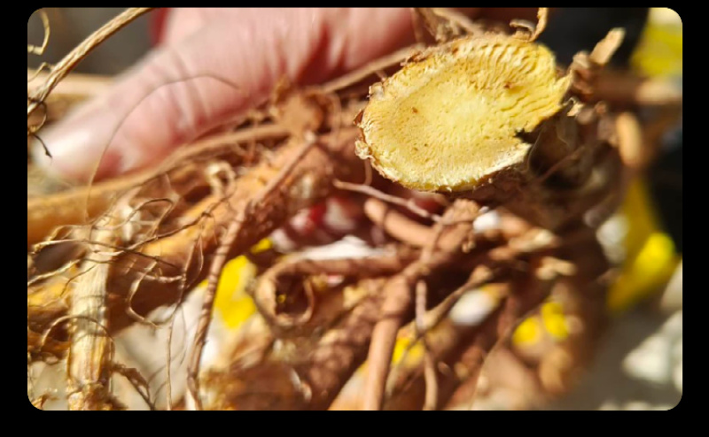 正宗红皮甘草切片无硫自然晒干甘草茶味浓好品质包邮