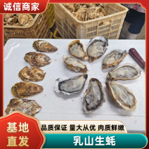 精品生蚝🦪一首货源品质保障可视频看货欢迎