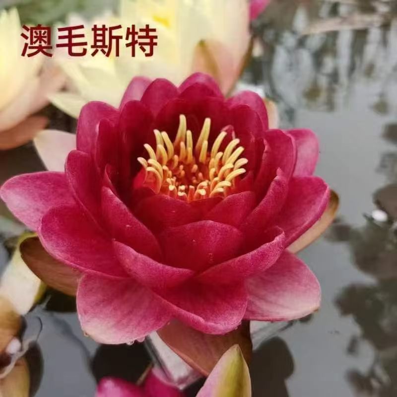 睡莲种苗观赏睡莲任意花色均可选择一手货源欢迎咨询联系