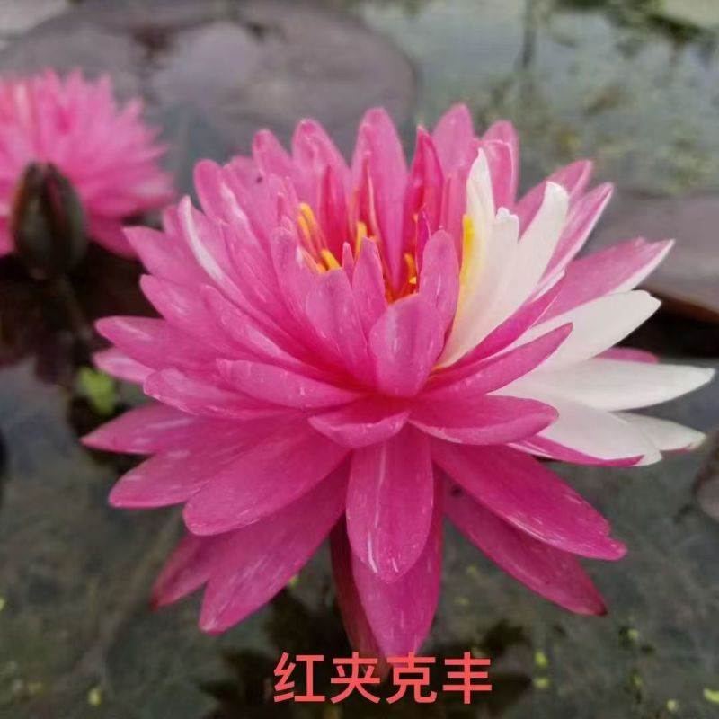 睡莲种苗观赏睡莲任意花色均可选择一手货源欢迎咨询联系