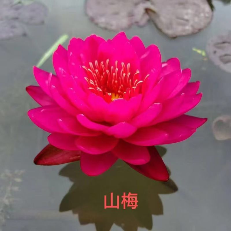 睡莲种苗观赏睡莲任意花色均可选择一手货源欢迎咨询联系