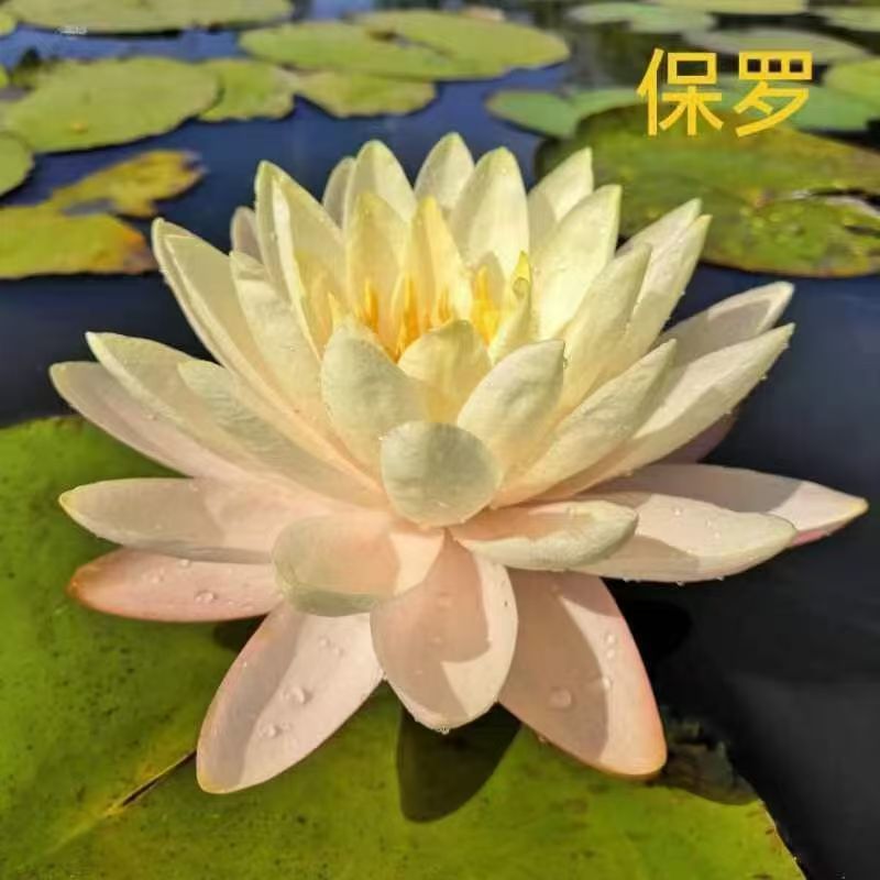 睡莲种苗观赏睡莲任意花色均可选择一手货源欢迎咨询联系