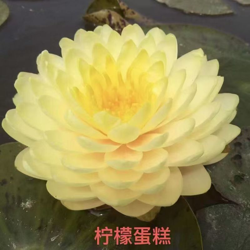 睡莲种苗观赏睡莲任意花色均可选择一手货源欢迎咨询联系