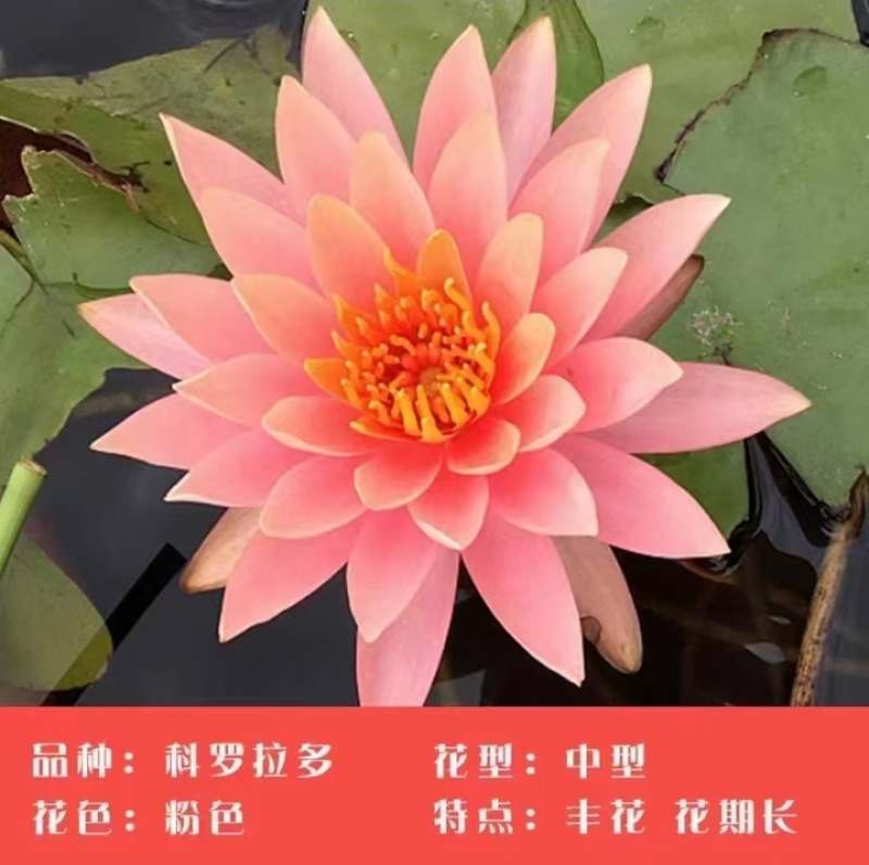 睡莲种苗观赏睡莲任意花色均可选择一手货源欢迎咨询联系