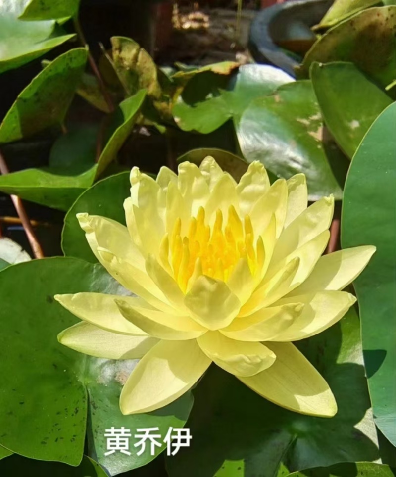 睡莲种苗观赏睡莲任意花色均可选择一手货源欢迎咨询联系
