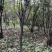 杈杷果树大量爱心果树供应种植记基地直发