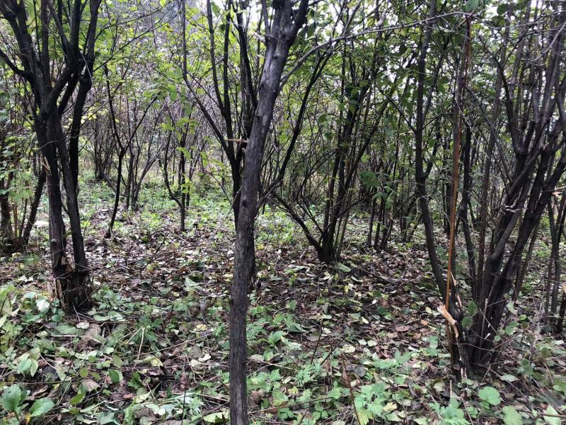 杈杷果树大量爱心果树供应种植记基地直发