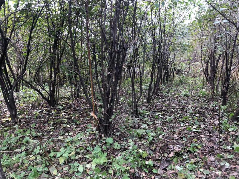 杈杷果树大量爱心果树供应种植记基地直发