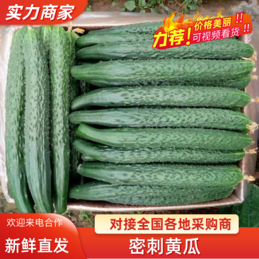 万亩精品密刺黄瓜交易中心质量好,商超直供保质保量对接
