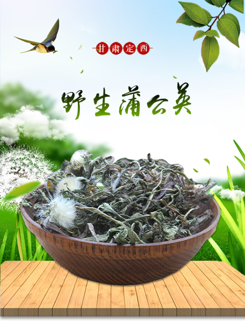 【甘肃定西蒲公英】多年生长含量高整颗发货自然阴干味浓