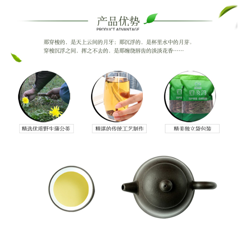 【甘肃定西蒲公英】多年生长含量高整颗发货自然阴干味浓
