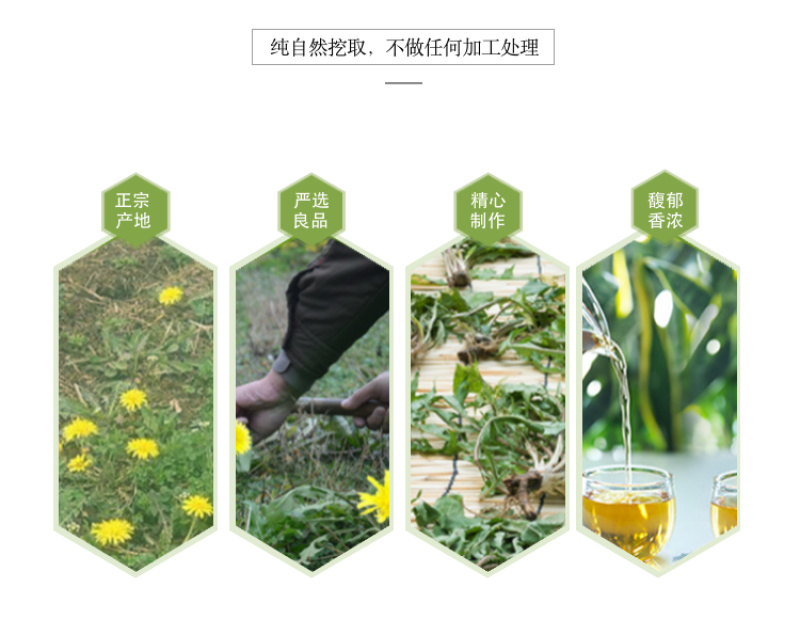 【甘肃定西蒲公英】多年生长含量高整颗发货自然阴干味浓