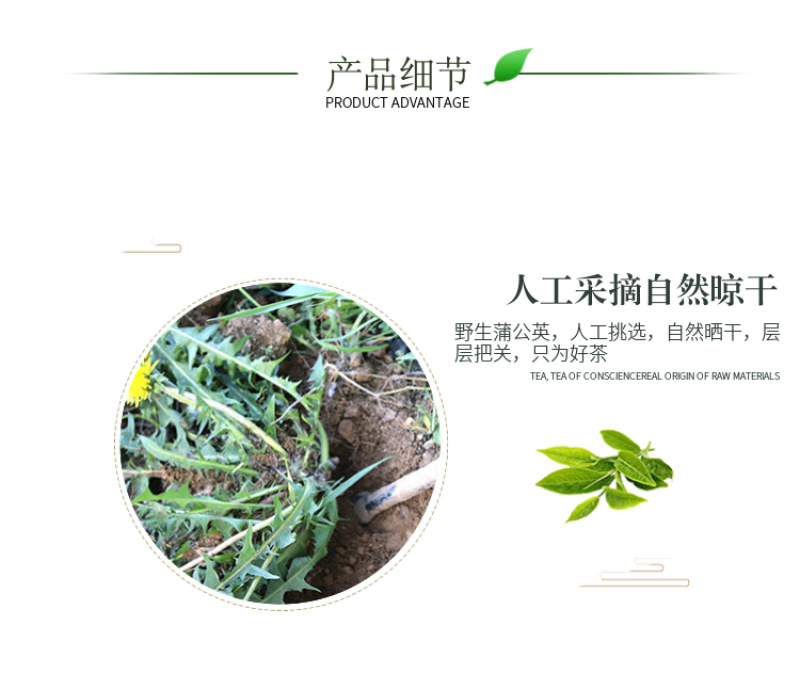 【甘肃定西蒲公英】多年生长含量高整颗发货自然阴干味浓