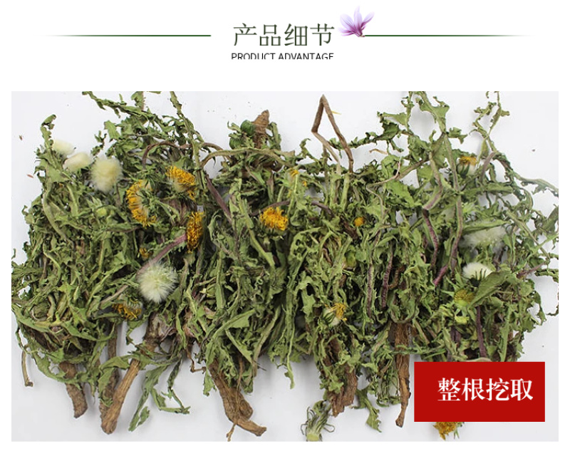 【甘肃定西蒲公英】多年生长含量高整颗发货自然阴干味浓
