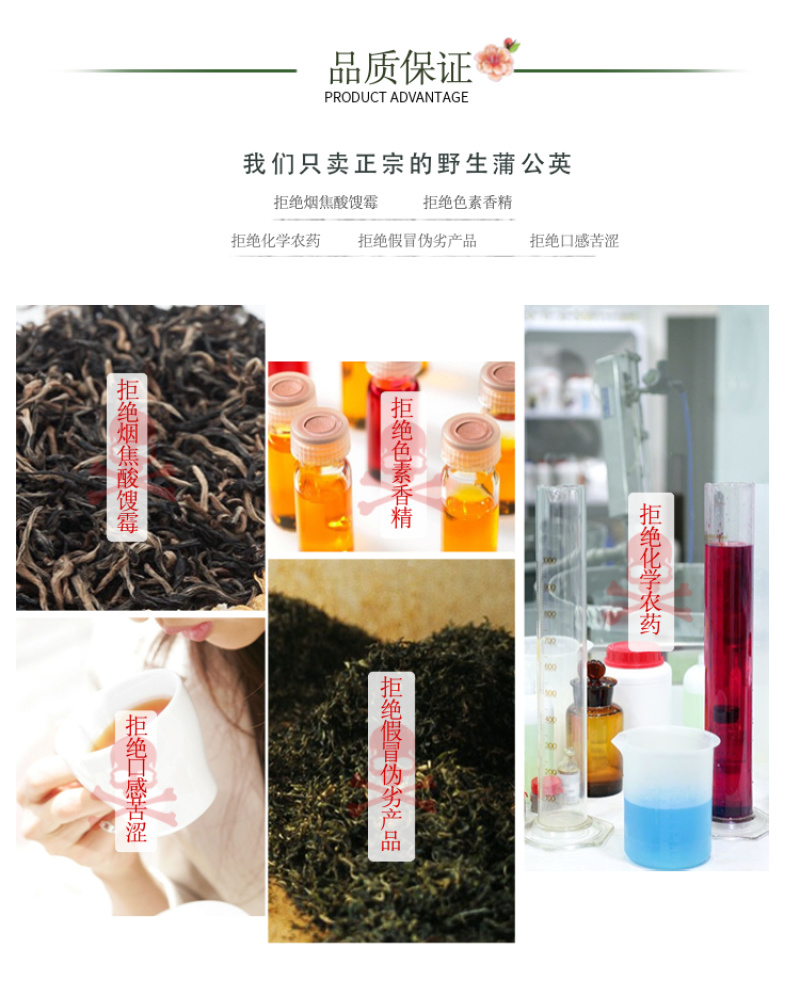 【甘肃定西蒲公英】多年生长含量高整颗发货自然阴干味浓