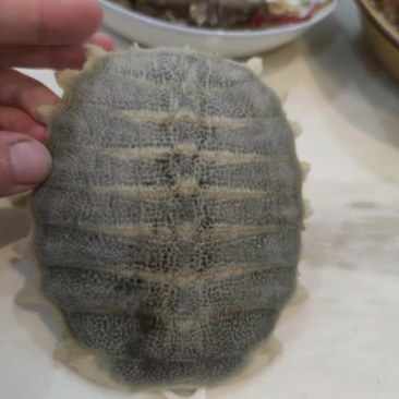 【大量有货】甲鱼壳广东广州一手货源可视频看货