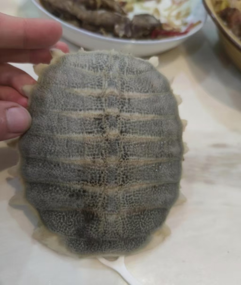 【大量有货】甲鱼壳广东广州一手货源可视频看货