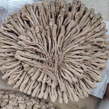 【精品岷县当归】甘肃产地直供一手货源质量保证全国发货