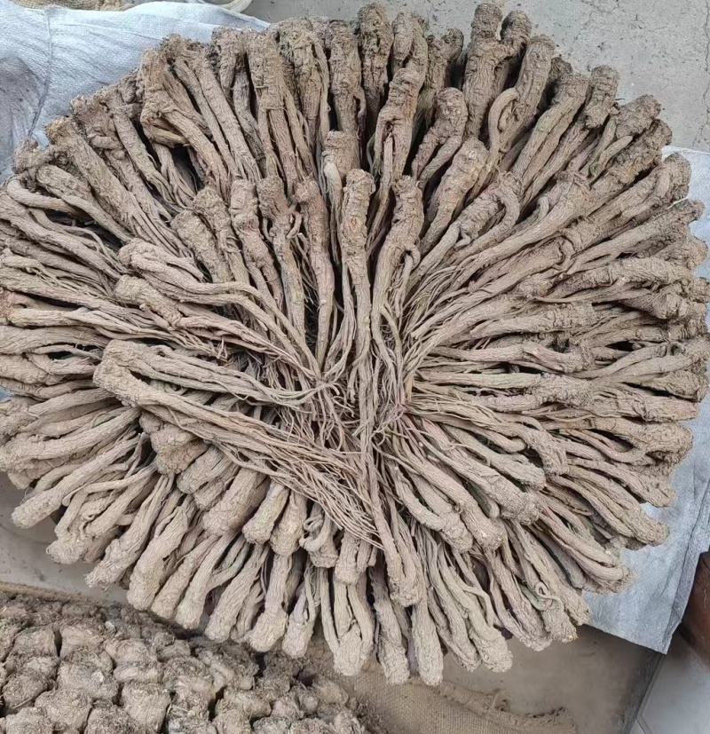 【精品岷县当归】甘肃产地直供一手货源质量保证全国发货