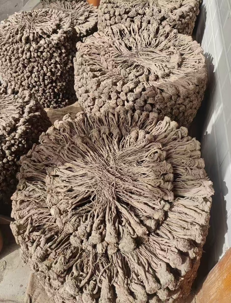 【精品岷县当归】甘肃产地直供一手货源质量保证全国发货