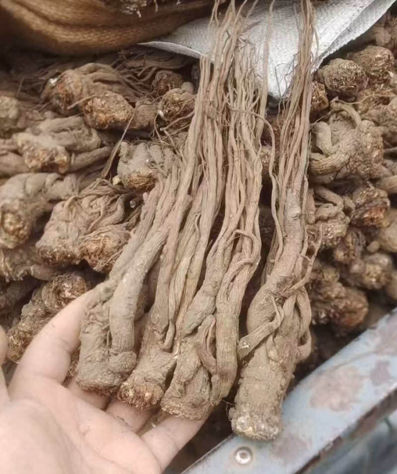 【精品岷县当归】甘肃产地直供一手货源质量保证全国发货