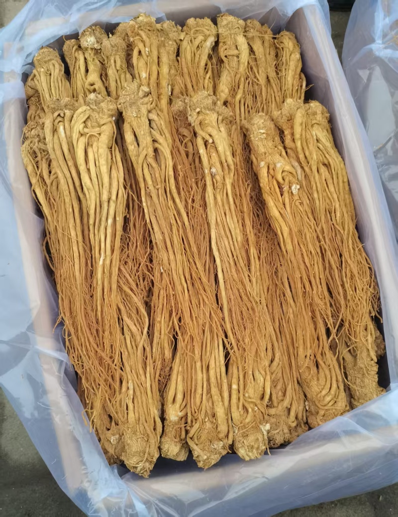 【精品岷县当归】甘肃产地直供一手货源质量保证全国发货
