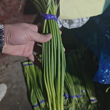 【红帽蒜薹】金乡蒜薹打好捆条形好水分足不干不糠一件代发