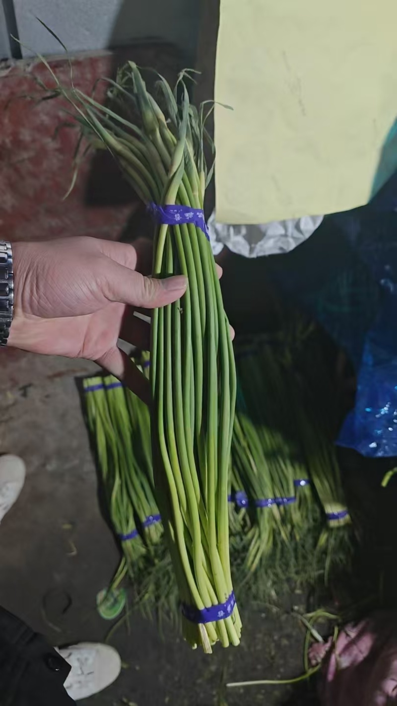 【红帽蒜薹】金乡蒜薹打好捆条形好水分足不干不糠一件代发