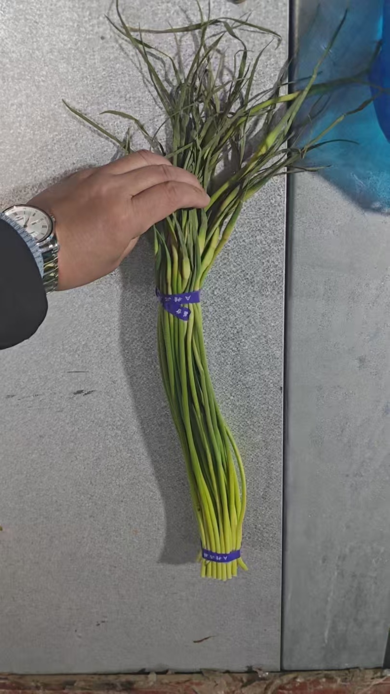 【红帽蒜薹】金乡蒜薹打好捆条形好水分足不干不糠一件代发