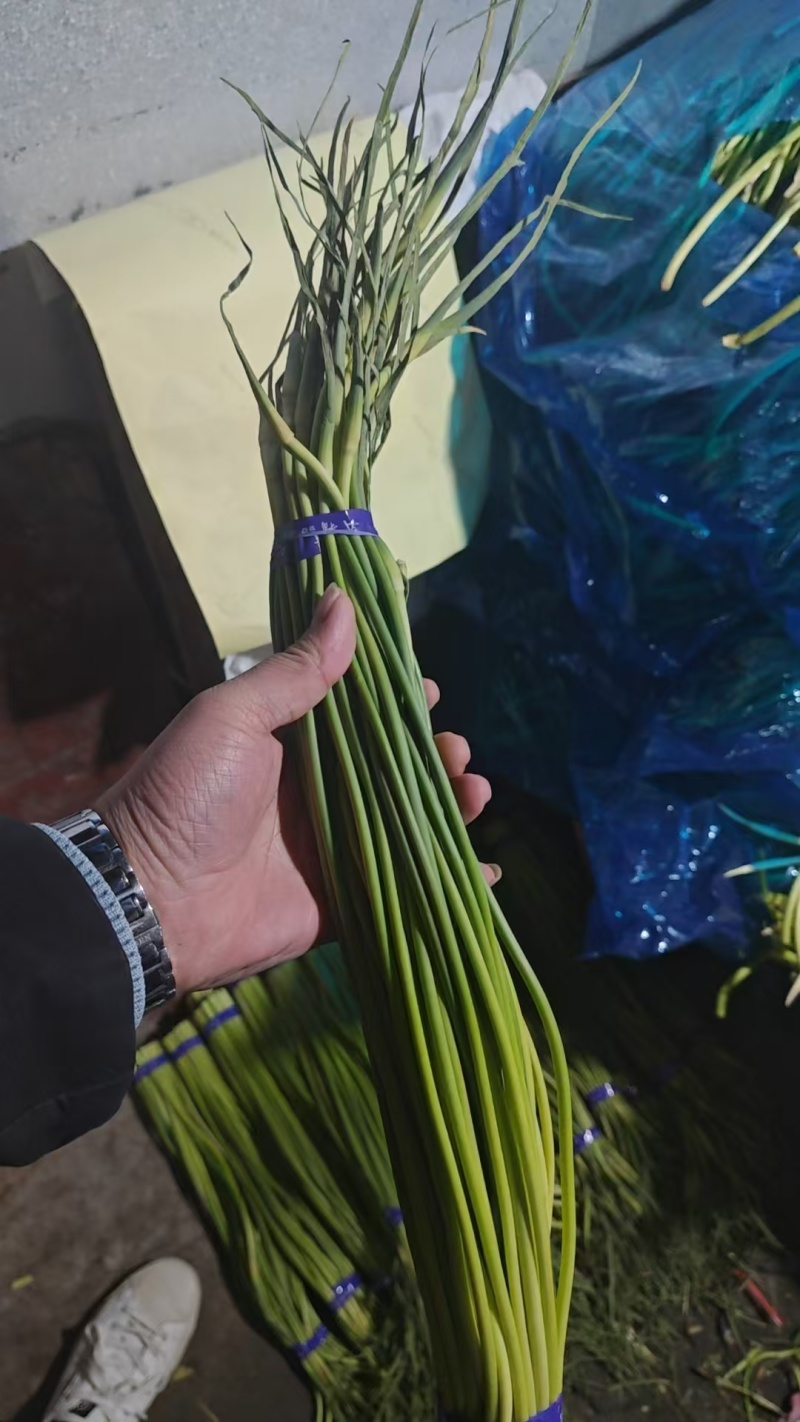 【红帽蒜薹】金乡蒜薹打好捆条形好水分足不干不糠一件代发
