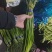 【红帽蒜薹】金乡蒜薹打好捆条形好水分足不干不糠一件代发