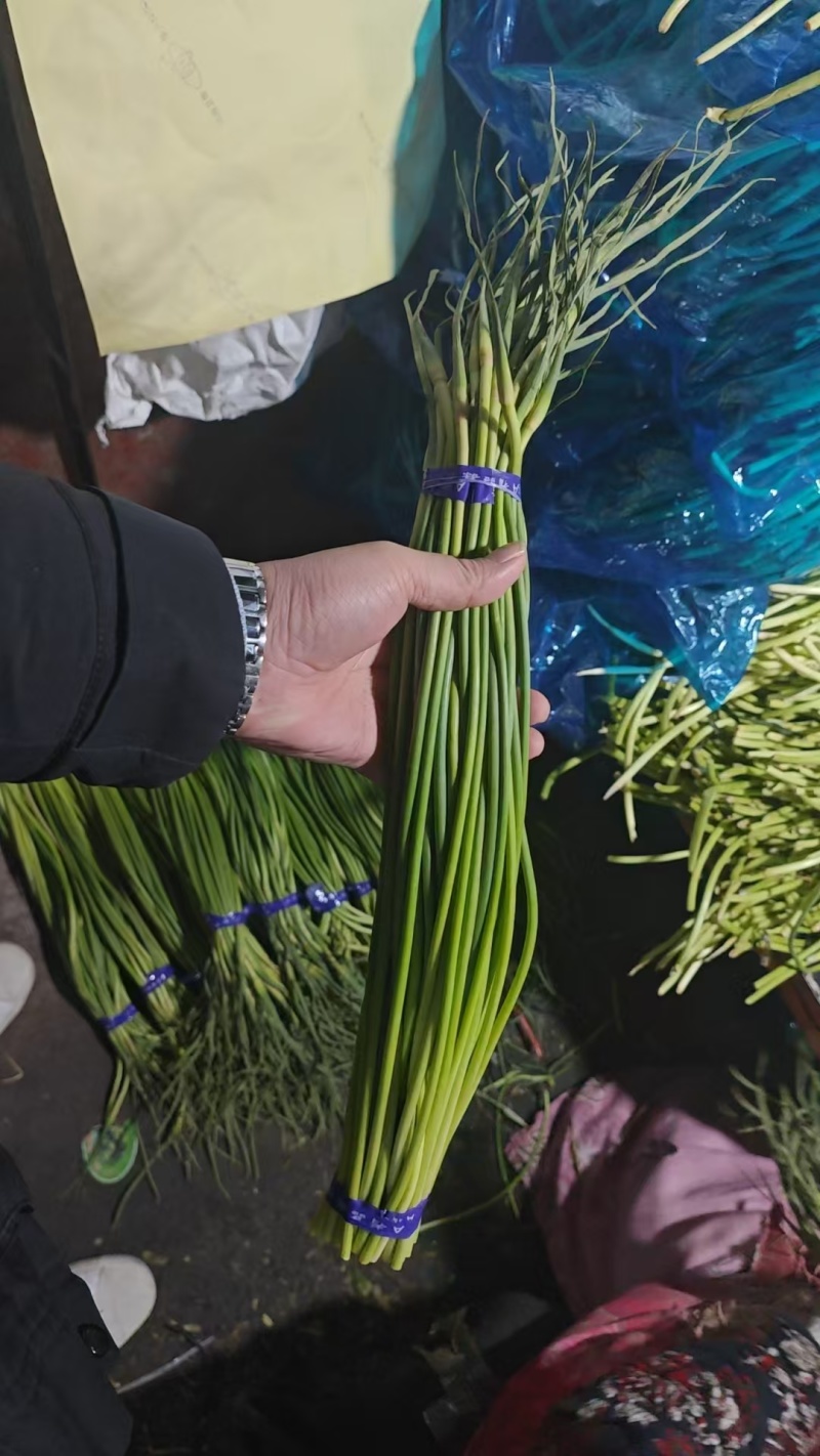 【红帽蒜薹】金乡蒜薹打好捆条形好水分足不干不糠一件代发