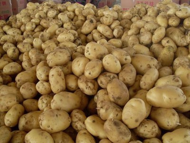 【甘肃定西马铃薯】黄皮黄心土豆面散粉多