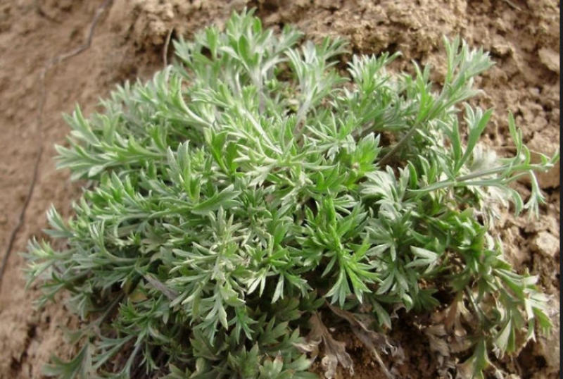 【甘肃优选茵陈】茵陈精选泡茶干货干净无杂草