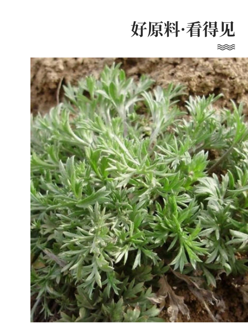 【甘肃优选茵陈】茵陈精选泡茶干货干净无杂草