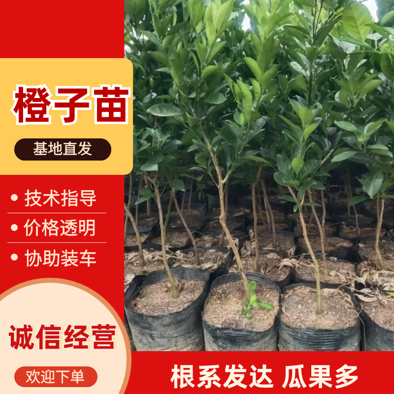 纽荷尔脐橙苗大杯苗橙子苗根系发达挂果高成活率高