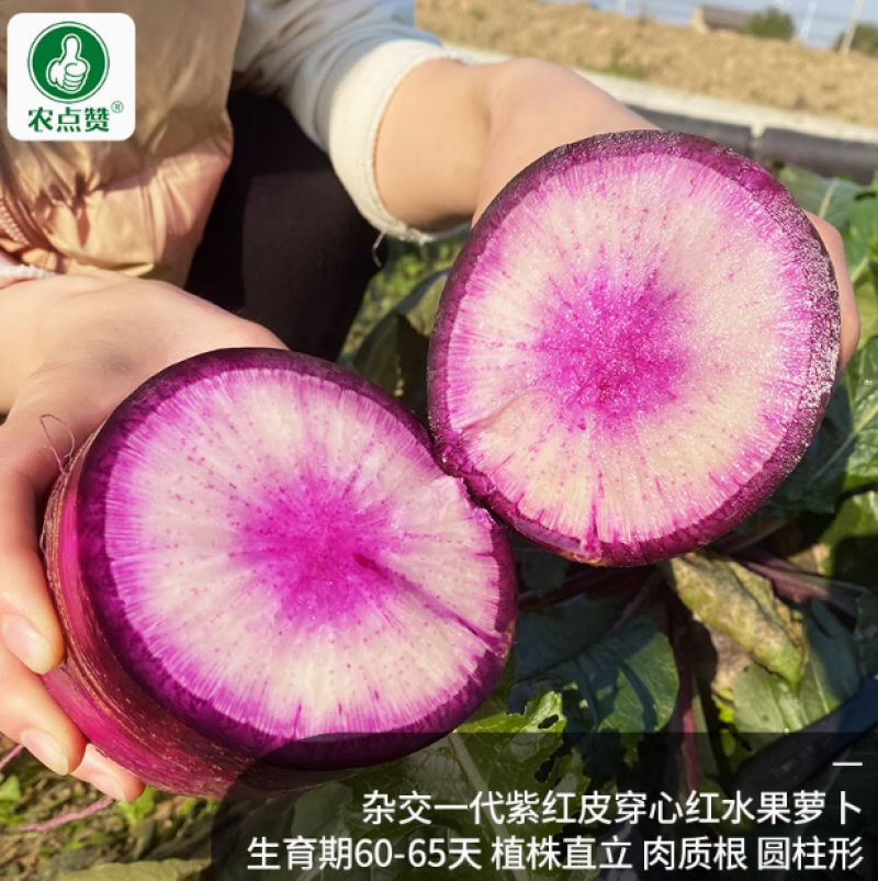 冰淇淋水果萝卜种子-花青素含量高生食脆甜多汁不易糠心
