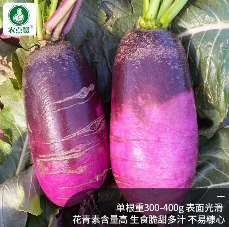 冰淇淋水果萝卜种子-花青素含量高生食脆甜多汁不易糠心