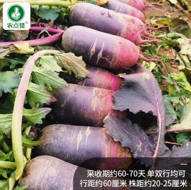 冰淇淋水果萝卜种子-花青素含量高生食脆甜多汁不易糠心