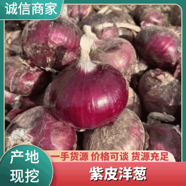 【优选】云南紫皮洋葱货源充足对接电商批发商社区