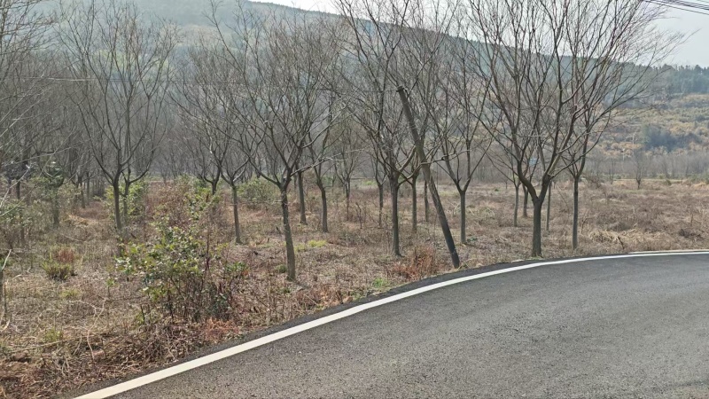 【实力】朴树苗日本厚朴树苗基地直销量大质优价格优惠