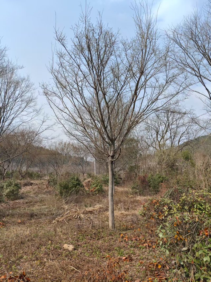 朴树苗苗木种苗日本厚朴树苗基地直销保质保量支持视频看货