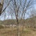 朴树苗苗木种苗日本厚朴树苗基地直销保质保量支持视频看货