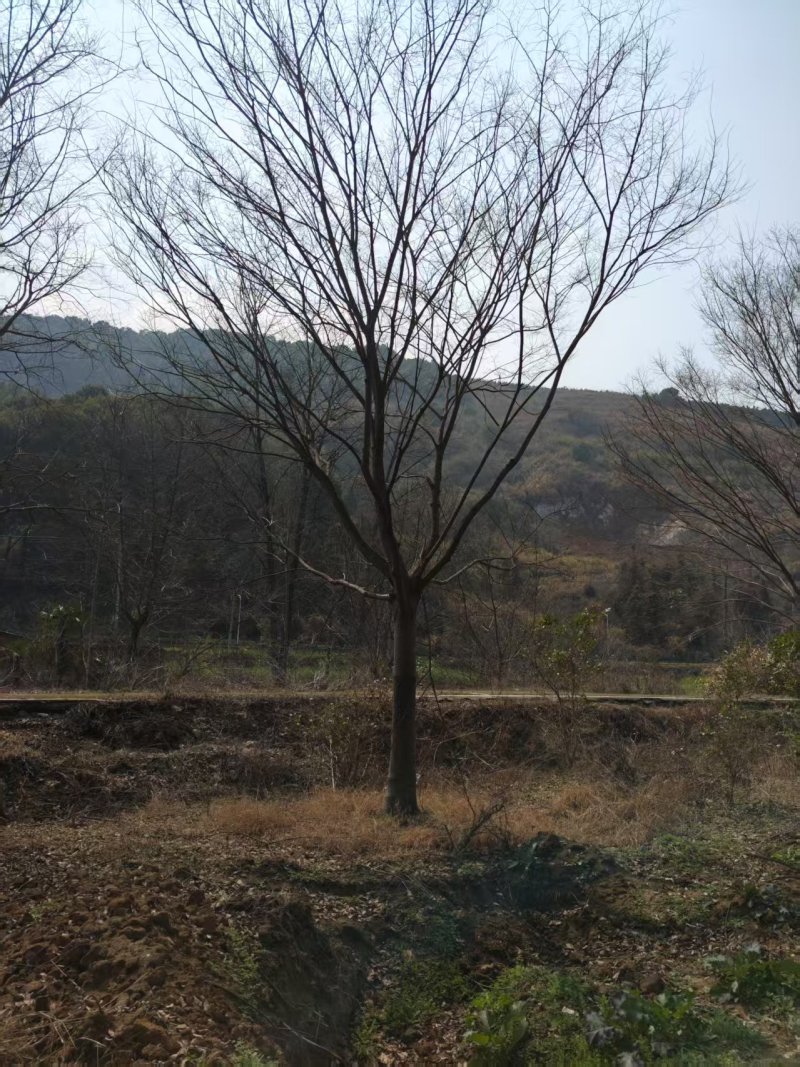 朴树苗苗木种苗日本厚朴树苗基地直销保质保量支持视频看货