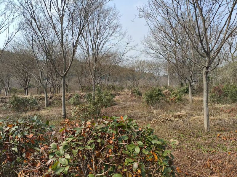 朴树苗苗木种苗日本厚朴树苗基地直销保质保量支持视频看货