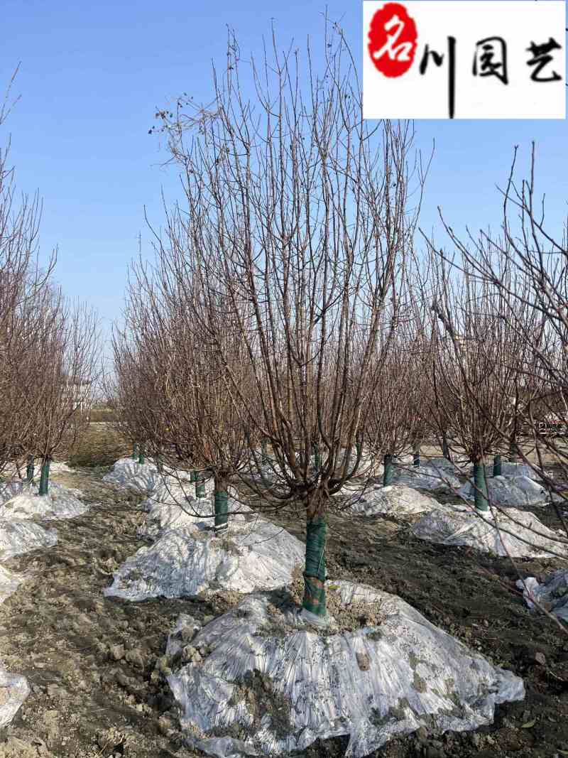 西府海棠10-15公分批发成都工程园林绿化苗量大价优