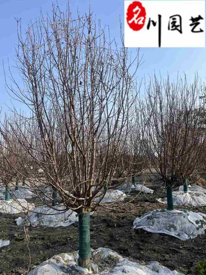 西府海棠10-15公分批发成都工程园林绿化苗量大价优