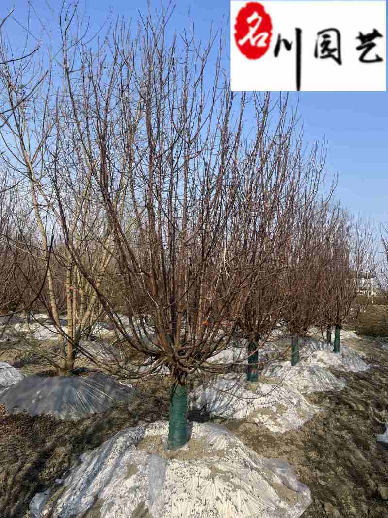 西府海棠10-15公分批发成都工程园林绿化苗量大价优