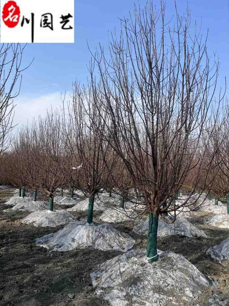 西府海棠10-15公分批发成都工程园林绿化苗量大价优