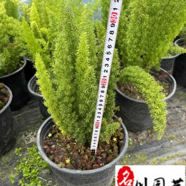 狐尾天门冬基地直供四川狐尾天门冬批发价格四季常绿
